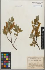 Foto von Salix hastata L.